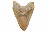 Fossil Megalodon Tooth - Fantastic Indonesian Meg #219304-2